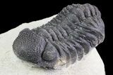 Lot: Assorted Devonian Trilobites - Pieces #76914-2